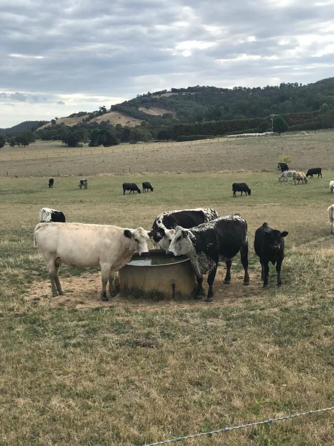 The Yarra Valley Couple Escape 야라글렌 외부 사진